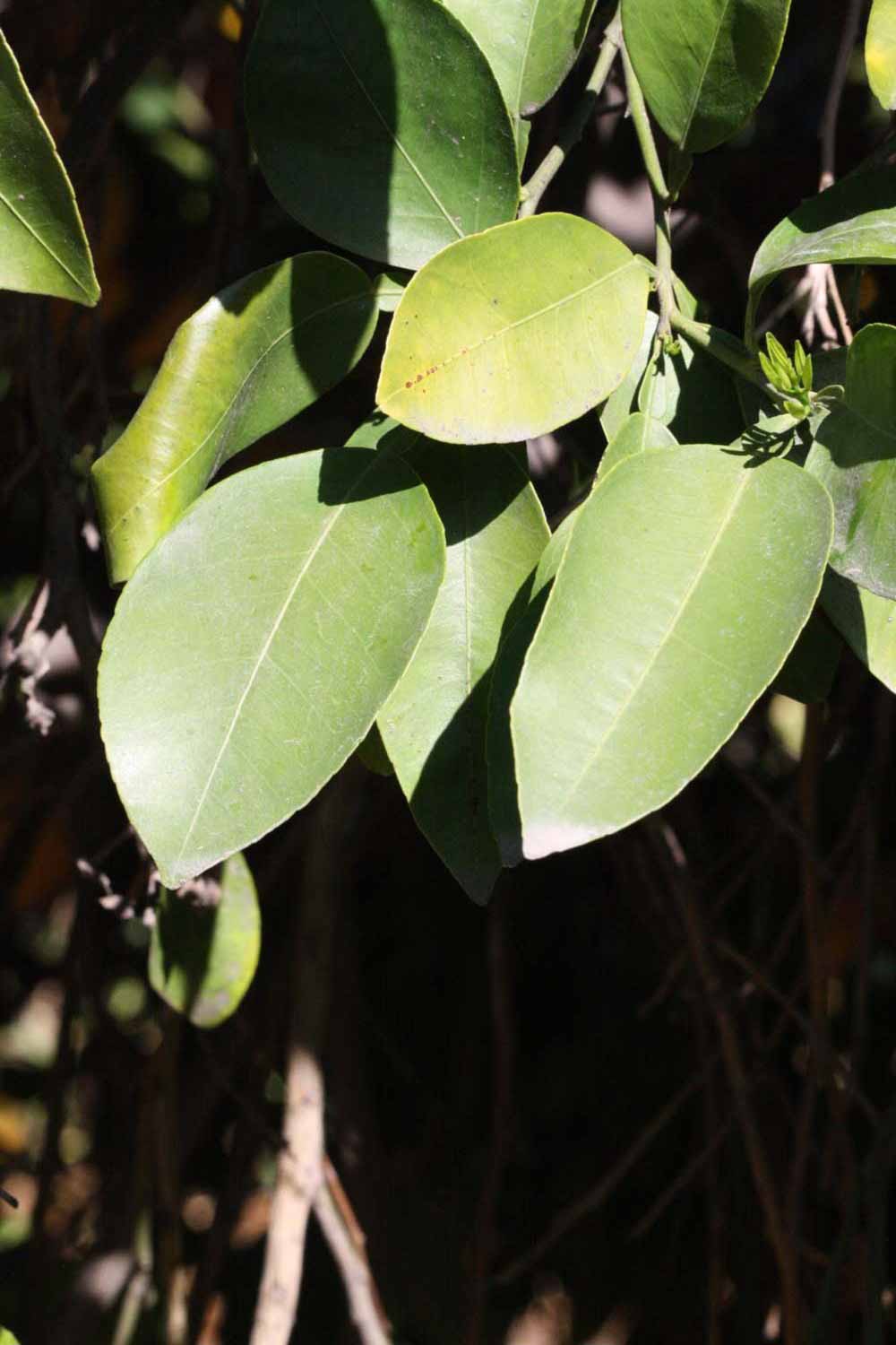              Sun leaves (Riverside, CA)       